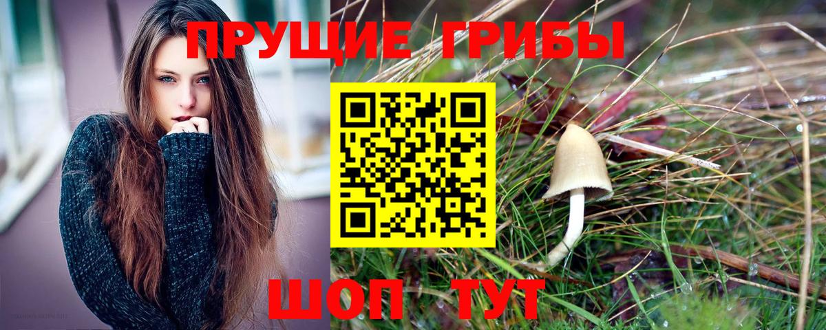Псилоцибиновые грибы GOLDEN TEACHER Кимры